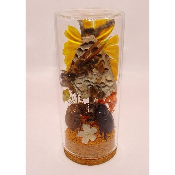 Wasp Nest Hornet Bees Rhinoceros Beetle Cicada Skin Oddity Jar flowers taxidermy - Picture 1 of 13